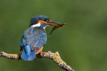 Картинка животные зимородки сучок птичка добыча