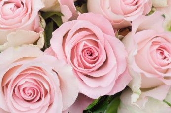 Картинка цветы розы розовый