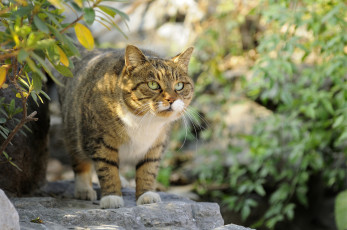 Картинка животные коты охота