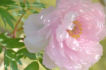 Картинка цветы пионы красота