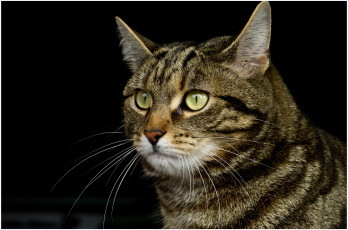 Картинка животные коты котяра взгляд