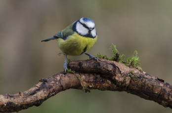Картинка животные синицы +лазоревки лазоревка дерево