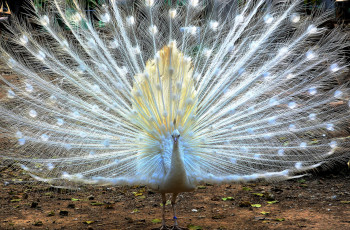 Картинка животные павлины павлин