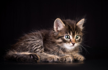 Картинка животные коты котейка