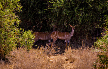 Картинка животные антилопы женщина kob