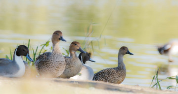 Картинка животные утки уточки пруд