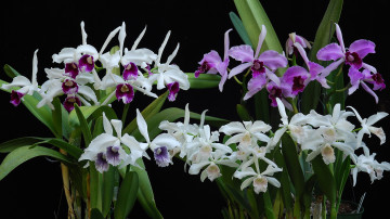 Картинка цветы орхидеи