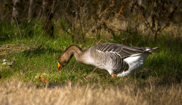 Картинка животные гуси лес поляна трава гусь