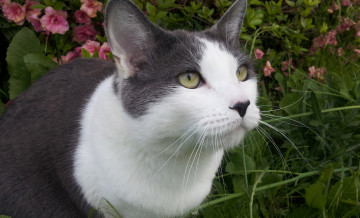 Картинка животные коты максимус