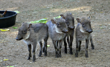 Картинка животные свиньи +кабаны кабанчики молодняк