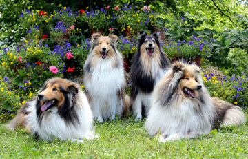 Картинка животные собаки квартет колли