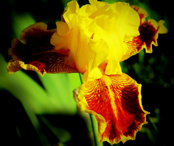 Обои картинки фото цветы, ирисы, бородатый, ирис