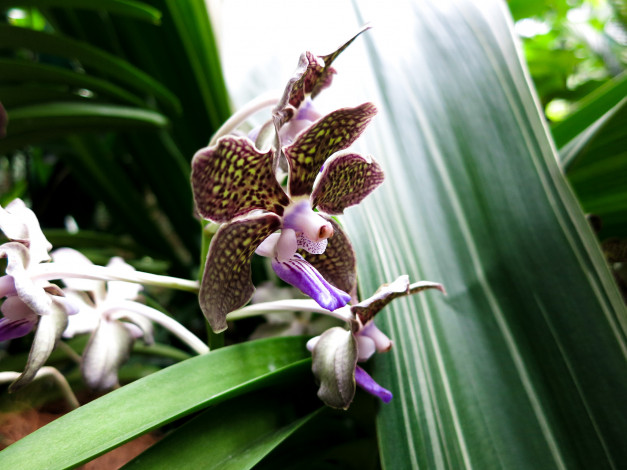 Обои картинки фото цветы, орхидеи