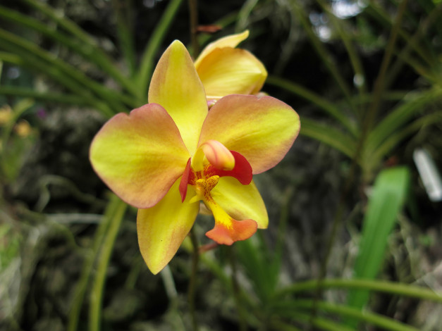 Обои картинки фото цветы, орхидеи