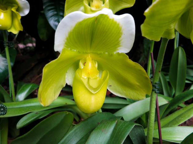 Обои картинки фото цветы, орхидеи