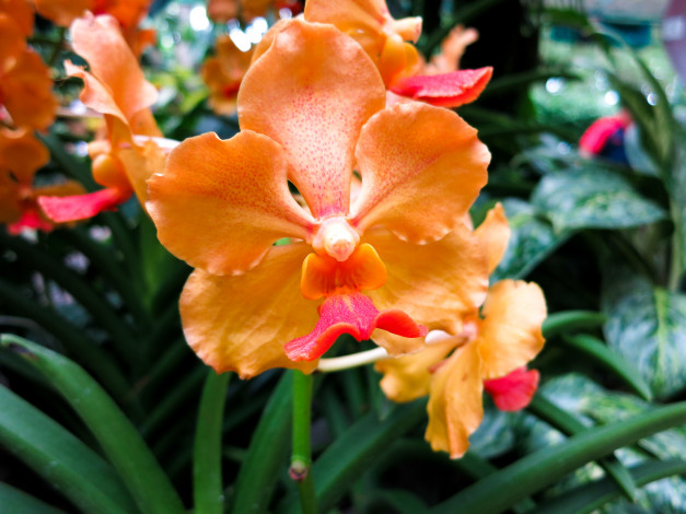 Обои картинки фото цветы, орхидеи