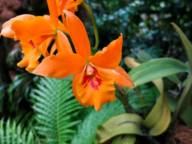 Обои картинки фото цветы, орхидеи