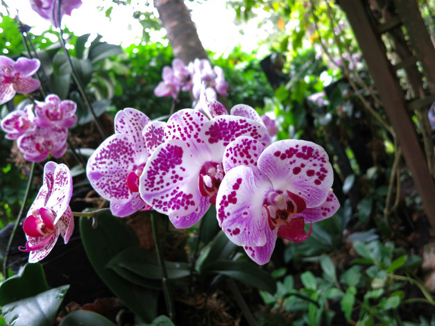 Обои картинки фото цветы, орхидеи