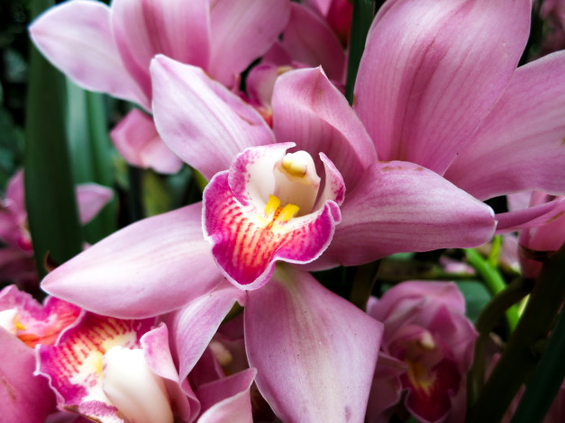 Обои картинки фото цветы, орхидеи