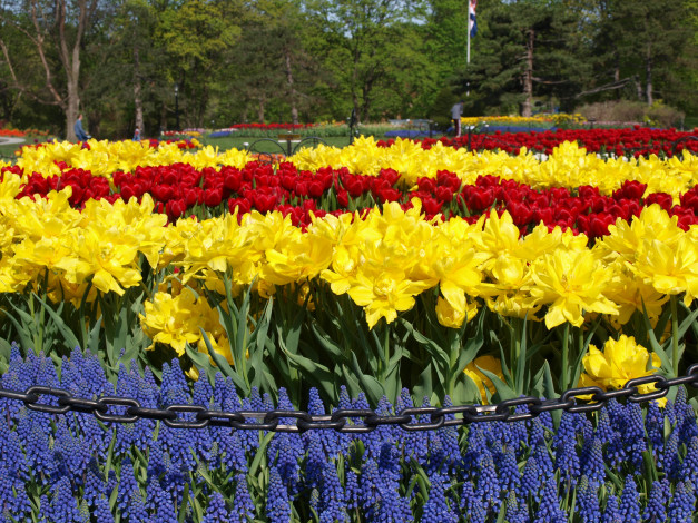 Обои картинки фото цветы, разные вместе, клумба, тюльпаны