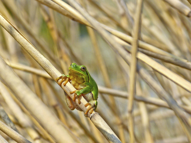 Обои картинки фото животные, лягушки, лягушка