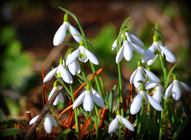 Обои картинки фото цветы, подснежники,  белоцветник