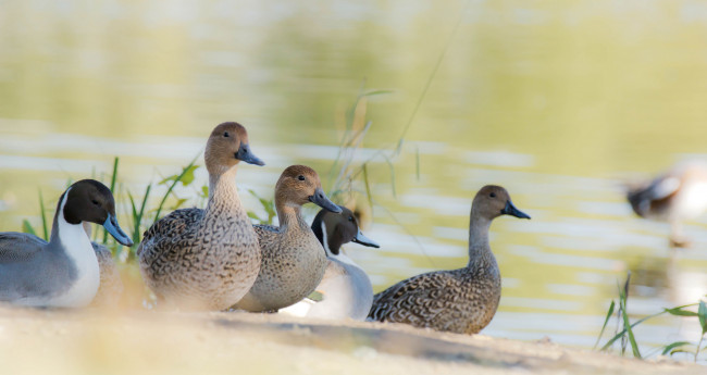 Обои картинки фото животные, утки, уточки, пруд