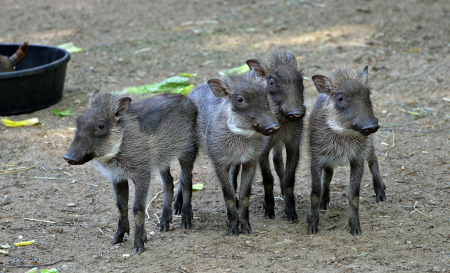 Обои картинки фото животные, свиньи,  кабаны, кабанчики, молодняк