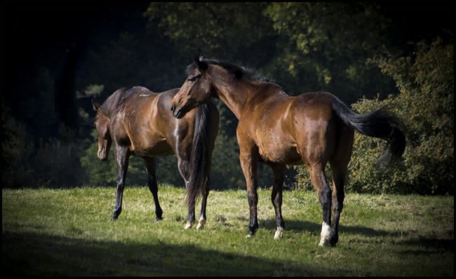 Обои картинки фото животные, лошади, луг, жеребцы