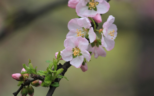 Обои картинки фото цветы, цветущие деревья ,  кустарники, бутоны, ветка