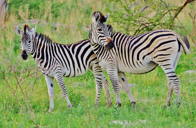 Обои картинки фото животные, зебры, молодые, старые