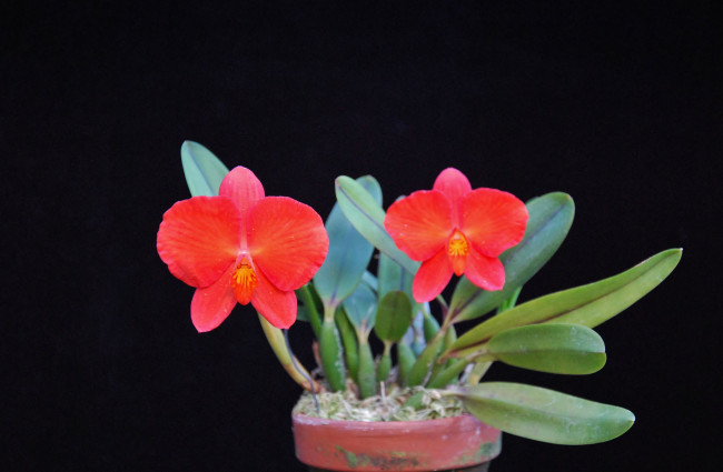 Обои картинки фото цветы, орхидеи