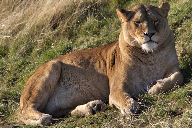 Обои картинки фото животные, львы, фон, трава, львица