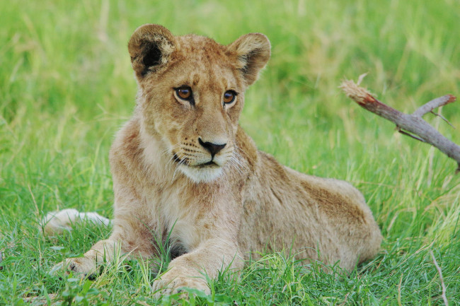 Обои картинки фото животные, львы, палка, выглядит, интересно