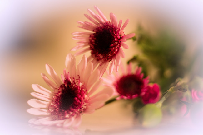 Обои картинки фото цветы, герберы, розовый, цветок, лепестки, гербера