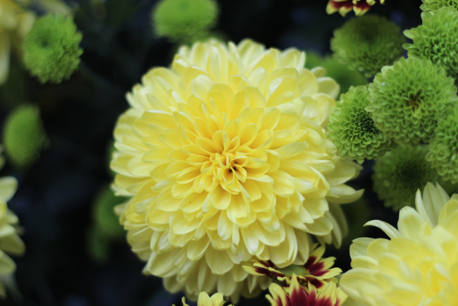 Обои картинки фото цветы, хризантемы, пышный