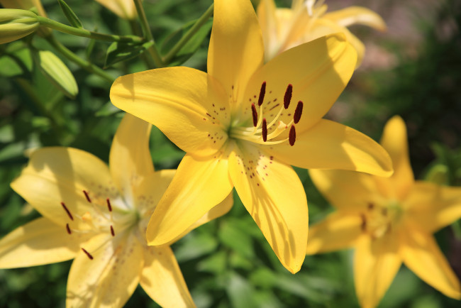 Обои картинки фото цветы, лилии,  лилейники, желтый