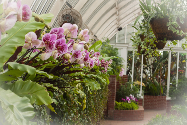 Обои картинки фото цветы, орхидеи