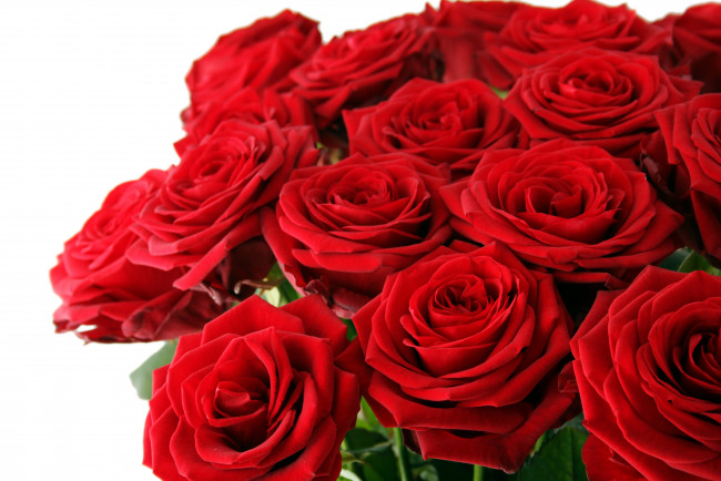 Обои картинки фото цветы, розы, алый