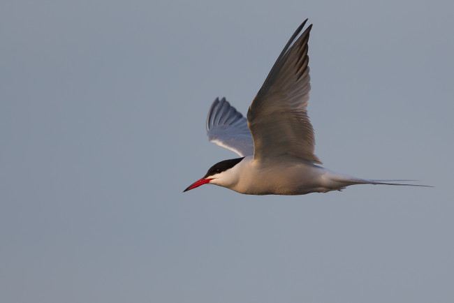 Обои картинки фото животные, Чайки,  бакланы,  крачки, морская, крачка