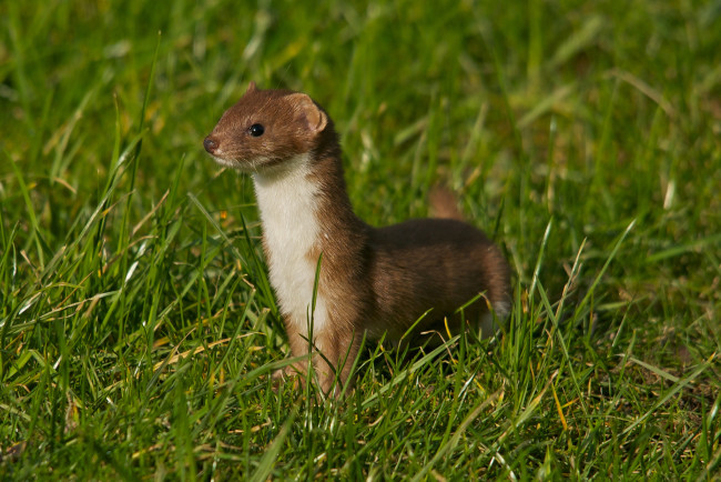 Обои картинки фото животные, хорьки,  ласки,  соболи,  горностаи,  куницы, луг, трава, горностай