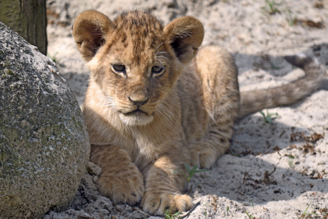 Обои картинки фото животные, львы, львенок