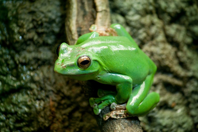 Обои картинки фото животные, лягушки, китайский, лягушка