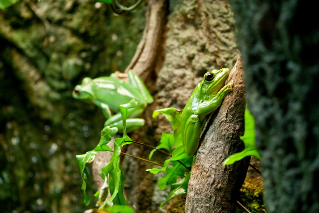 Обои картинки фото животные, лягушки, лягушка, китайский