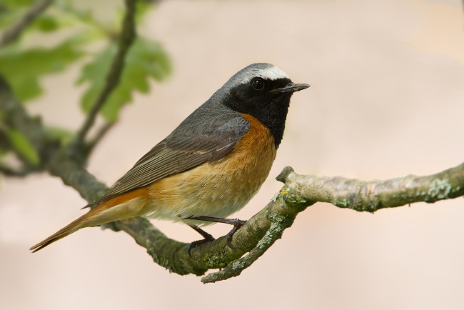 Обои картинки фото животные, птицы, сучок, птичка