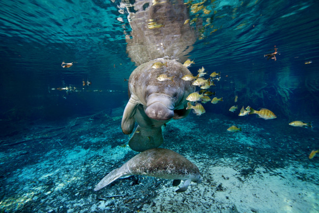 Обои картинки фото животные, разные вместе, океан, риф, дюгонь
