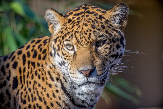 Обои картинки фото животные, Ягуары, морда, ягуар