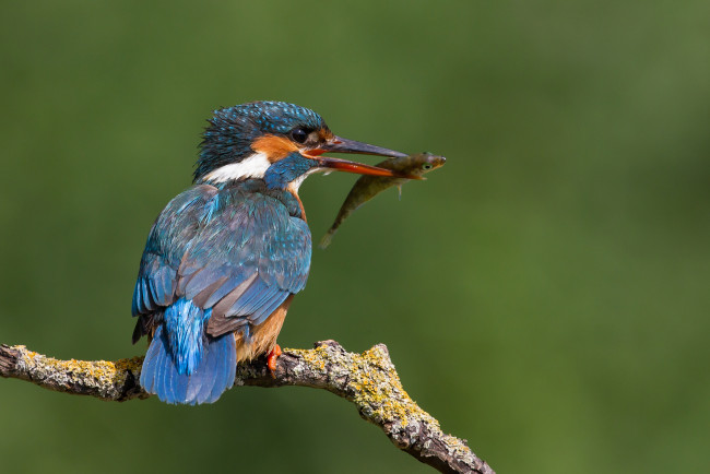 Обои картинки фото животные, зимородки, сучок, птичка, добыча