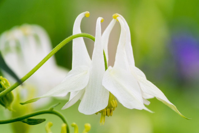 Обои картинки фото цветы, аквилегия , водосбор