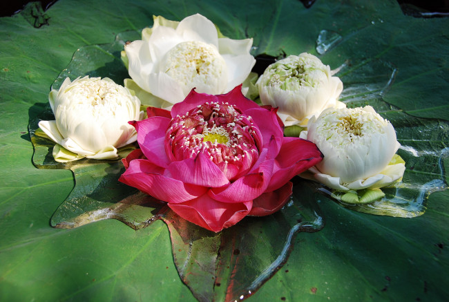 Обои картинки фото цветы, лотосы